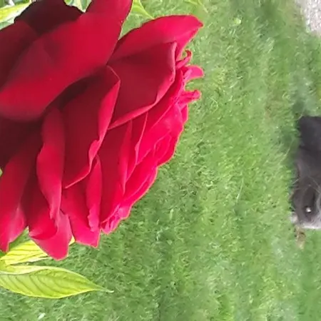 Gasthof Les D'hotes Joy 3*