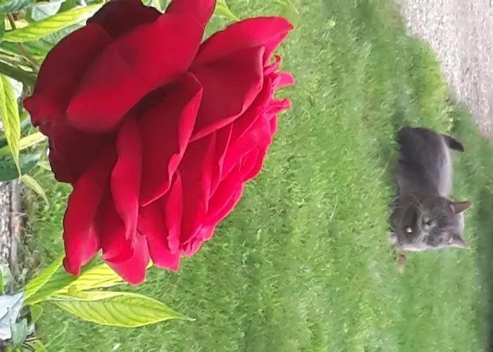 Pensión Les D'hotes Joy 3*