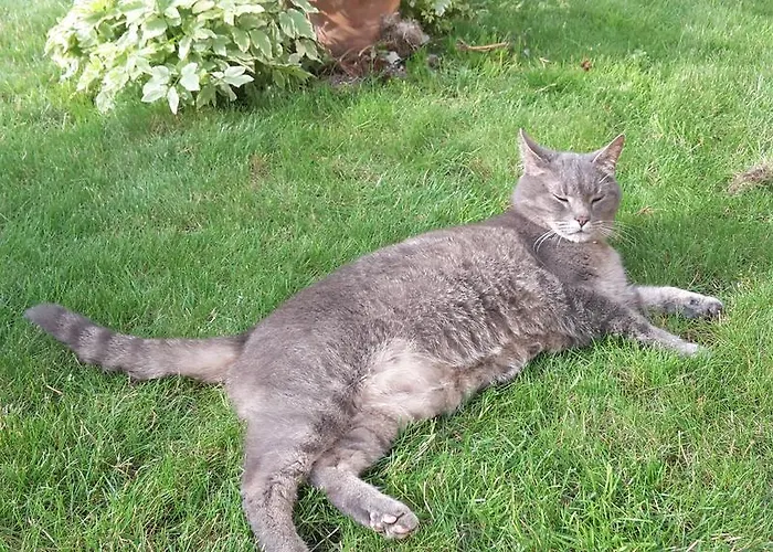 Les D'hotes Joy Pensión 3*